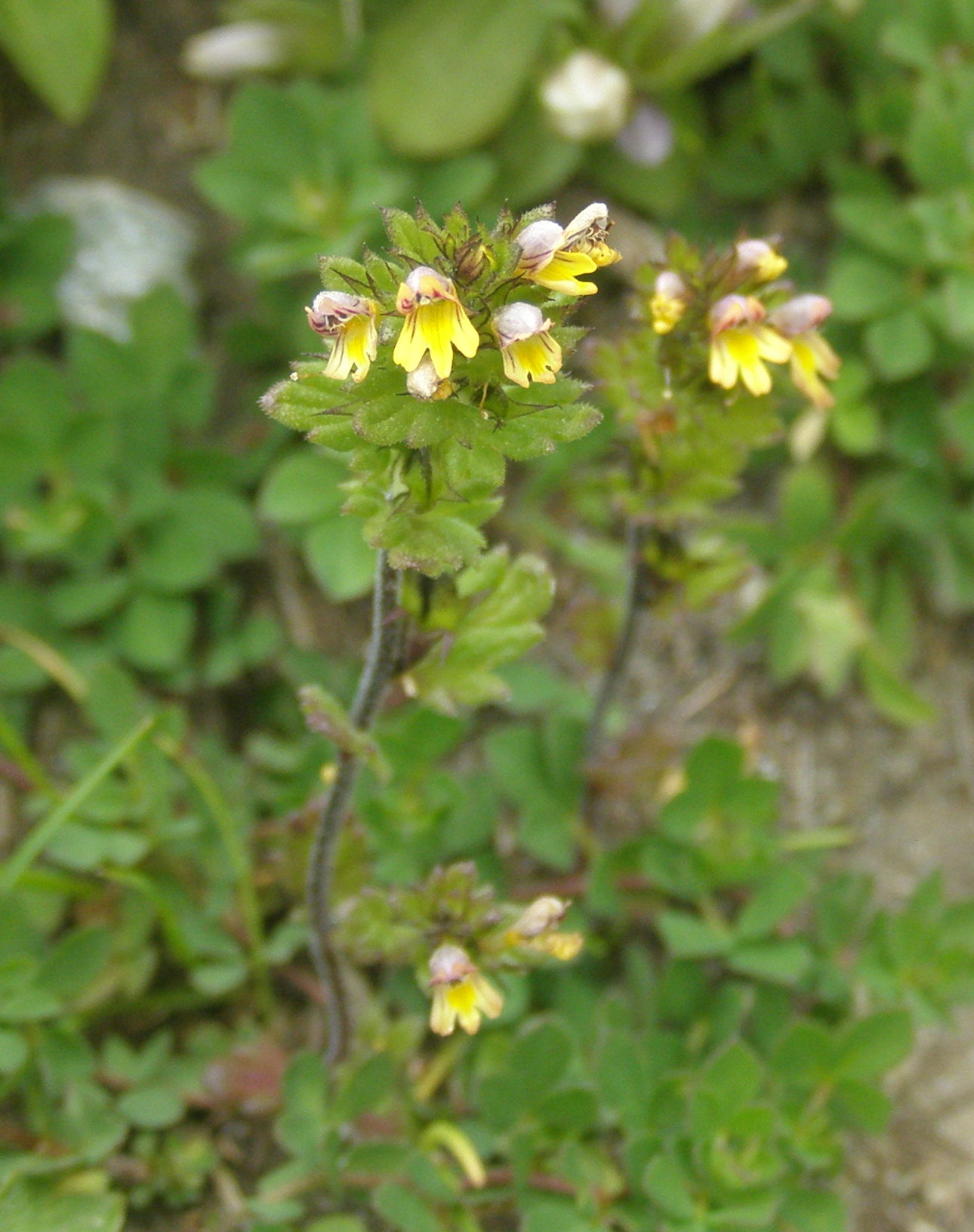 euphrasia minima?